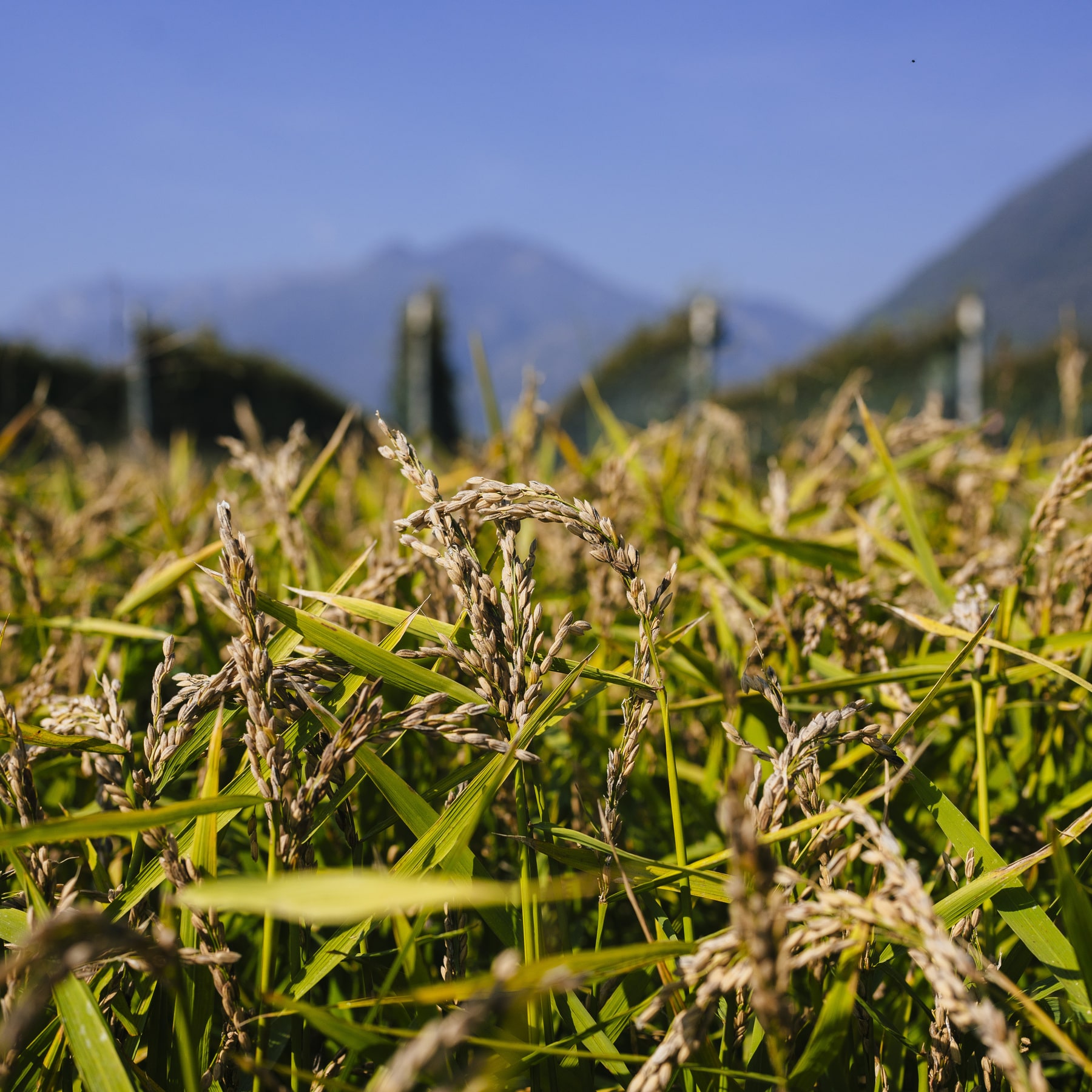 tessiner-risotto-nostrano-anbau-ascona