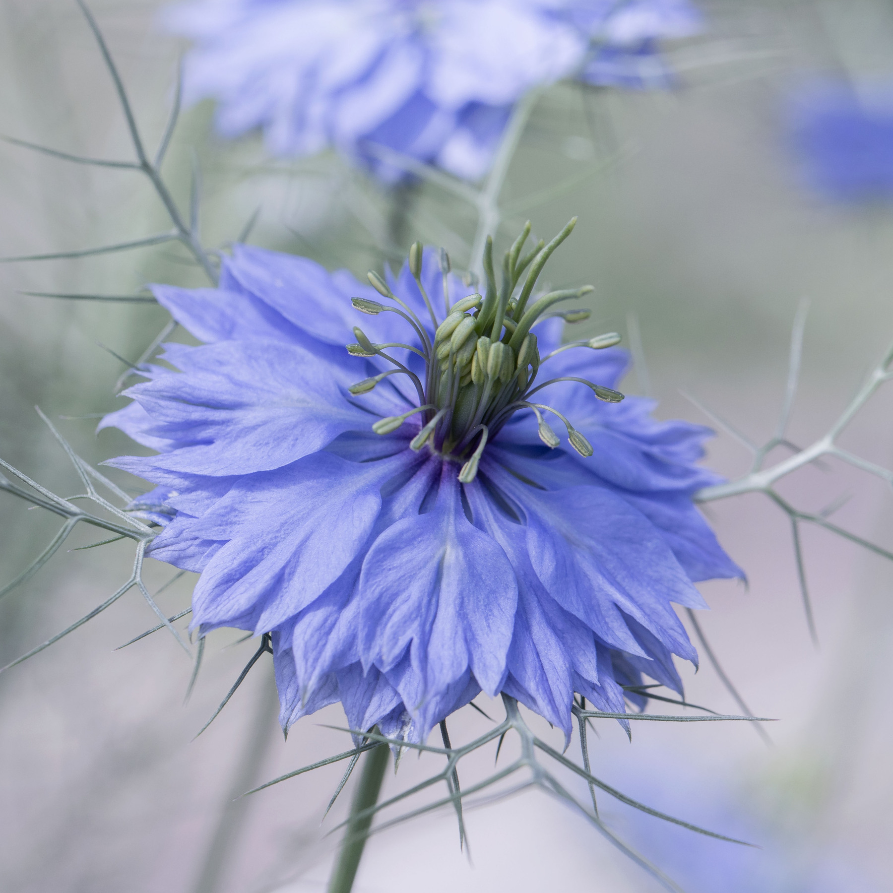 detox-gelee-maske-reinigen-nigella